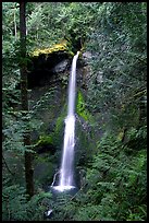 Marymere falls framed by trees. Olympic National Park, Washington, USA.