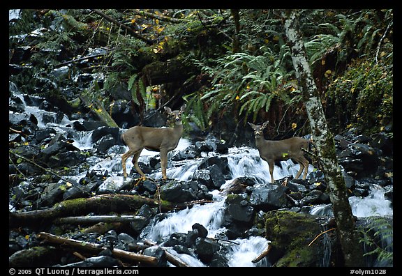Deer standing in creek. Olympic National Park (color)