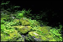 Mosses and boulders along Quinault river. Olympic National Park, Washington, USA.