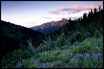 Wildflowers at sunset, Hurricane ridge. Olympic National Park, Washington, USA.