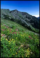 Wildflowers on grassy slope, Hurricane ridge. Olympic National Park, Washington, USA.