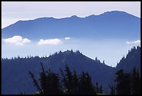 Wind-twisted trees and mountain ridges from Hurricane hill. Olympic National Park, Washington, USA.