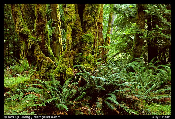 Ferns and moss-covered trunks near Crescent Lake. Olympic National Park (color)