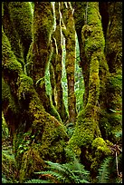 Moss-covered trunks near Crescent Lake. Olympic National Park ( color)