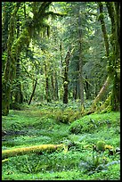 Verdant rain forest, Quinault. Olympic National Park, Washington, USA.