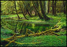 Pond in lush rainforest. Olympic National Park, Washington, USA. (color)