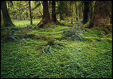 Trilium and ferns in lush rainforest. Olympic National Park, Washington, USA.