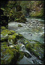 Mossy rocks and stream. Olympic National Park, Washington, USA. (color)