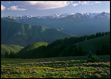 Meadow with wildflowers, ridges, and Olympic Mountains. Olympic National Park, Washington, USA.