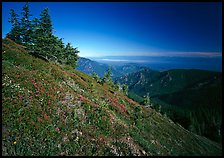 Looking towards the Strait of San Juan de Fuca from Hurricane hill. Olympic National Park ( color)