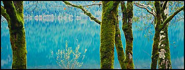 Mossy trees and turquoise lake. Olympic National Park (Panoramic color)