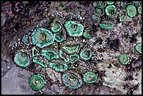 Green anemones on rock at low tide. Olympic National Park ( color)