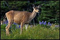 Deer in meadow with lupine. Olympic National Park ( color)