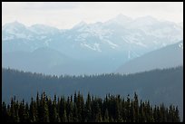 Hazy view of ridges and Olympic mountains. Olympic National Park, Washington, USA. (color)