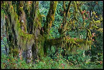 Draping Selaginella moss over big leaf maple, Maple Glades, Quinault. Olympic National Park ( color)
