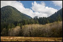 Meadow, trees, and hills in late autumn, Lake Quinault North Shore. Olympic National Park ( color)