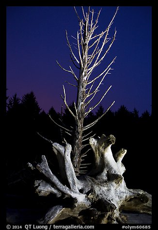 Driftwood and dead tree at night, Rialto Beach. Olympic National Park, Washington, USA.
