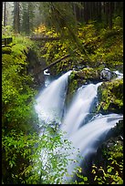 Sol Duc Falls and bridge in autumn. Olympic National Park ( color)