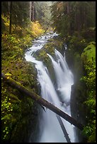 Soleduc Falls dropping into narrow gorge in autumn. Olympic National Park, Washington, USA.