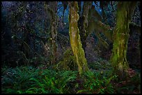 Maple grove at night, Hall of Mosses. Olympic National Park ( color)