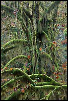 Moss-covered maples in autumn, Hall of Mosses. Olympic National Park ( color)