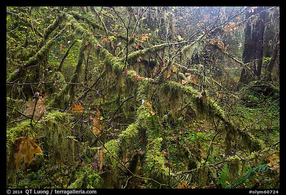Moss-covered branches, Hoh Rain Forest. Olympic National Park (color)