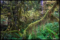 Branch with hanging mosses and autumn colors in Hoh Rainforest. Olympic National Park, Washington, USA.