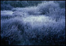 Grasses and shrubs with early morning frost. Pinnacles National Park, California, USA.