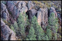 Rhyolitic rocks amongst pine trees. Pinnacles National Park, California, USA. (color)