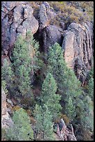 Pine trees and igneous rocks. Pinnacles National Park ( color)