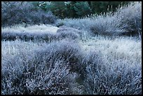 Winter frost on grasslands. Pinnacles National Park, California, USA.