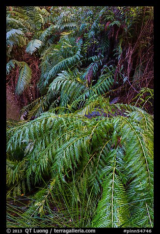 Ferns below Moses Spring. Pinnacles National Park, California, USA.