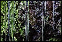 Icicles and moss, Balconies Cave. Pinnacles National Park, California, USA. (color)
