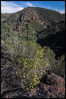 Bush in bloom and hill with rocks. Pinnacles National Park, California, USA.