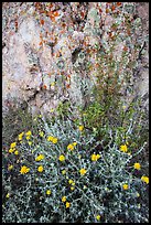 Yellow flowers and rock with lichen. Pinnacles National Park, California, USA.
