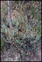 Orange flowers, trees, and cliff. Pinnacles National Park ( color)
