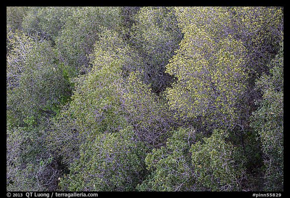 Newly leafed trees from above. Pinnacles National Park, California, USA.
