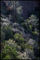 Slope with blooms in spring. Pinnacles National Park, California, USA.