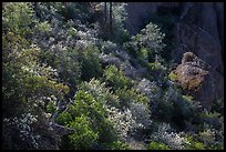 Slope with blooming shrubs in spring. Pinnacles National Park, California, USA.