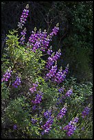 Lupine close-up. Pinnacles National Park ( color)