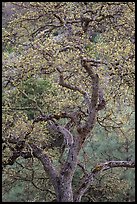 Newly leafed oak tree. Pinnacles National Park, California, USA.