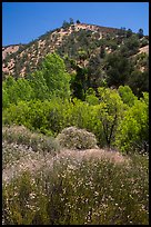 Wildflowers, trees, and hills in the hill. Pinnacles National Park, California, USA.