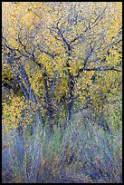 Shrubs and cottonwoods in autumn. Pinnacles National Park ( color)