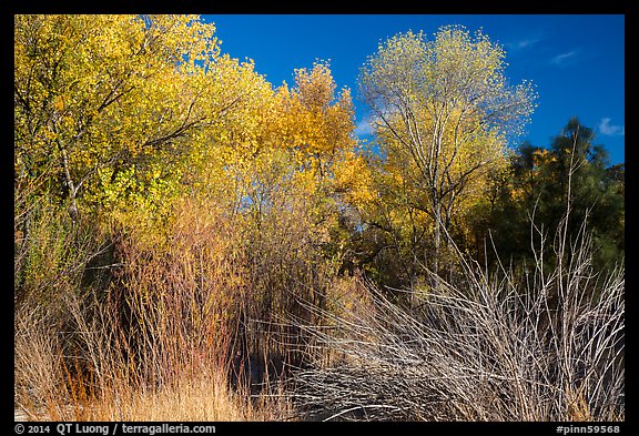 Shrubs and trees in autumn against blue sky, Bear Valley. Pinnacles National Park (color)