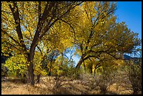 Group of cottonwoods trees in autumn. Pinnacles National Park ( color)