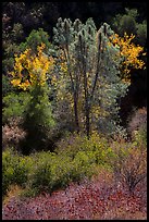 Fall foliage along Bear Gulch. Pinnacles National Park, California, USA.