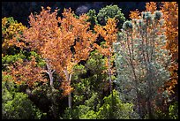 Sycamores and evergreens in autumn along Bear Gulch. Pinnacles National Park, California, USA.