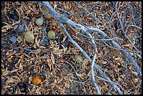 Ground view with Buckeye branches and fallen nuts. Pinnacles National Park ( color)