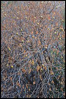Buckeye branches and fruits in autumn. Pinnacles National Park, California, USA.
