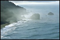 Morning mist on coast. Redwood National Park, California, USA. (color)